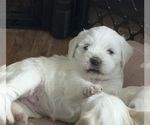 Puppy Dolly Schnocker