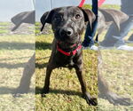 Small #6 Labrador Retriever Mix