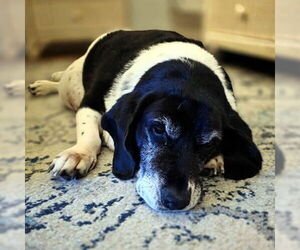 Medium Basset Hound Mix