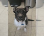 Small #6 American Staffordshire Terrier Mix