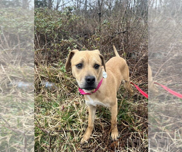 Medium Photo #3 Mutt Puppy For Sale in Candler, NC, USA