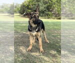Small #2 German Shepherd Dog