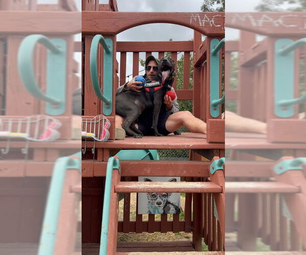 Medium Photo #3 Labrador Retriever-Unknown Mix Puppy For Sale in San Diego, CA, USA