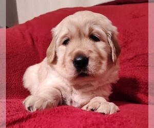 Golden Retriever Puppy for sale in PITTSBORO, NC, USA