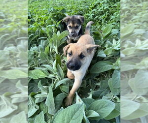 Black Mouth Cur-Chihuahua Mix Dogs for adoption in MIDWAY, UT, USA