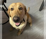 Small #2 Labrador Retriever