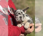 Puppy Puppy 6 French Bulldog