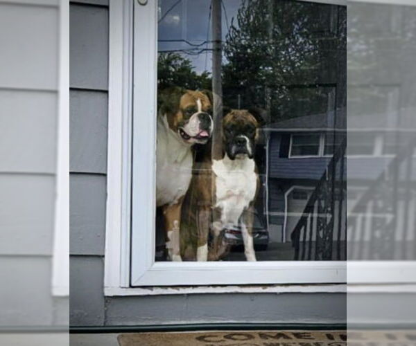 Medium Photo #4 Boxer Puppy For Sale in Dumont, NJ, USA