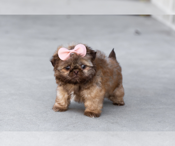 Medium Photo #1 Shih Tzu Puppy For Sale in WAKARUSA, IN, USA