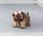 Small Shih Tzu