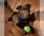 Small #17 Labrador Retriever Mix