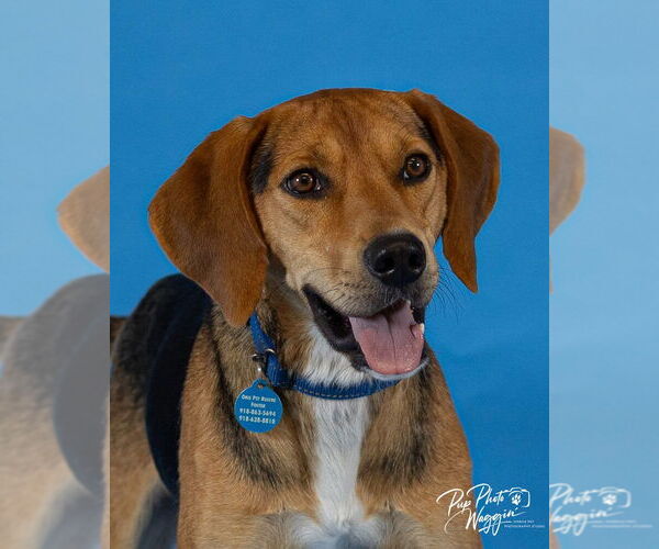 Medium Photo #3 Coonhound-Unknown Mix Puppy For Sale in Claremore, OK, USA