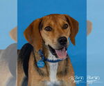 Small #2 Coonhound Mix