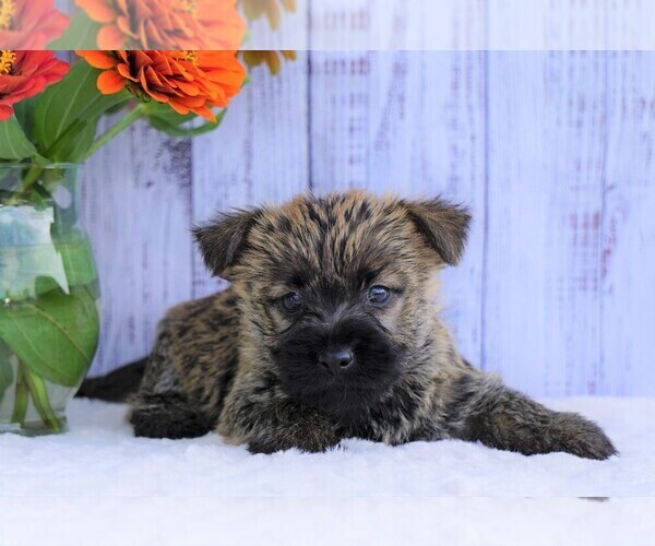 View Ad Cairn Terrier Puppy for Sale near Ohio, FREDERICKSBG, USA. ADN