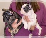 Small Photo #7 French Bulldog Puppy For Sale in BAKERSFIELD, CA, USA