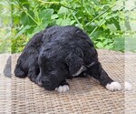 Small #7 F2 Aussiedoodle