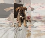 Small Photo #21 German Shepherd Dog Puppy For Sale in ANKENY, IA, USA