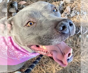 Gigi - Female American Staffordshire Terrier Dog for Adoption - Photo #4