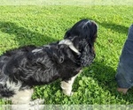 Small Photo #14 Cavalier King Charles Spaniel Puppy For Sale in WOOSTER, OH, USA
