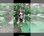 Small Photo #18 Bernese Mountain Dog-Caucasian Shepherd Dog Mix Puppy For Sale in STEVENS, PA, USA