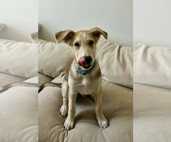 Medium Photo #2 Carolina Dog-Whippet Mix Puppy For Sale in Cave Creek, AZ, USA
