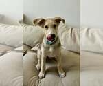 Small #1 Carolina Dog-Whippet Mix