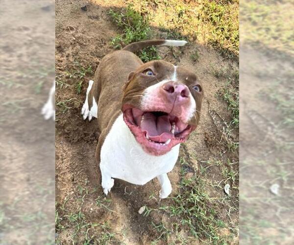 Medium Photo #2 Boxer-Unknown Mix Puppy For Sale in Augusta, GA, USA
