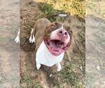 Small #1 Boxer Mix