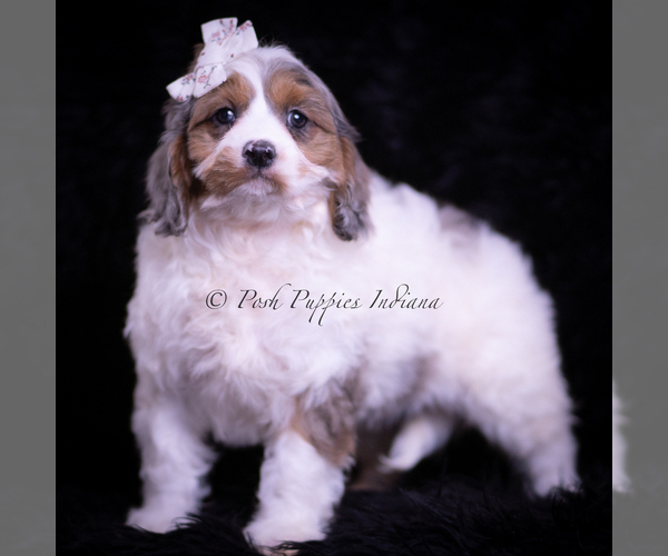 Medium Photo #4 Cavapoo (Miniature) Puppy For Sale in WARSAW, IN, USA