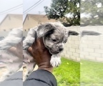Small Photo #21 French Bulldog Puppy For Sale in MIAMI BEACH, FL, USA