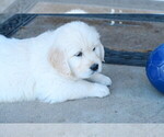 Small Photo #3 Golden Retriever Puppy For Sale in PARTRIDGE, KS, USA