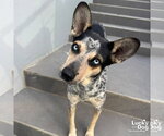 Small #1 Mutt