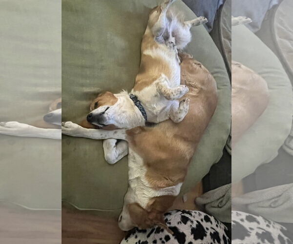 Medium Photo #6 Mutt Puppy For Sale in Denver , CO, USA