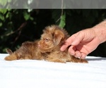 Small #5 Yorkiepoo mix (+ Poodle Toy)