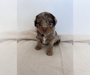 Aussiedoodle Miniature  Puppy for sale in RIFLE, CO, USA