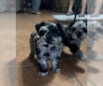 Puppy Harvey Schnauzer (Miniature)