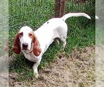 Small Basset Hound