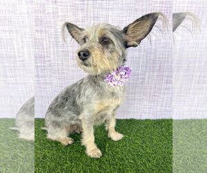 Mutt Dogs for adoption in Corona, CA, USA