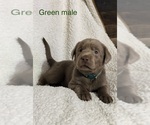 Small Photo #11 Labrador Retriever Puppy For Sale in LINDEN, MI, USA