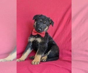 German Shepherd Dog Puppy for sale in KIRKWOOD, PA, USA
