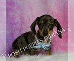 Small #3 Dachshund