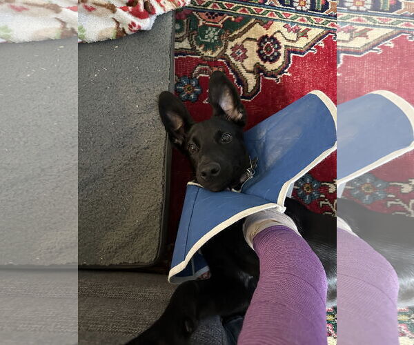 Medium Photo #3 Labrador Retriever-Unknown Mix Puppy For Sale in Holly Springs, NC, USA