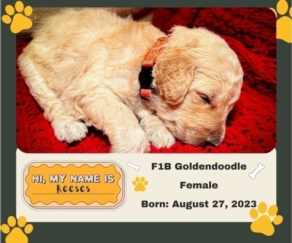 Medium Photo #6 Goldendoodle Puppy For Sale in ADA, OK, USA