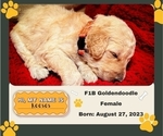 Small Photo #6 Goldendoodle Puppy For Sale in ADA, OK, USA