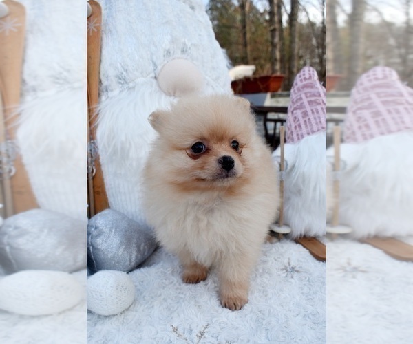 Medium Photo #6 Pomeranian Puppy For Sale in DINWIDDIE, VA, USA