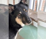 Small German Shepherd Dog Mix