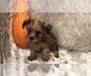 Yorkshire Terrier Puppy for sale in MOUNT CARMEL, PA, USA