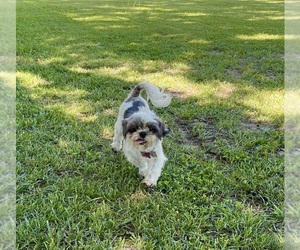 Mother of the Shorkie Tzu puppies born on 07/12/2025