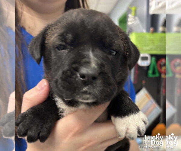 Medium Photo #2 Lab-Pointer Puppy For Sale in Washington, DC, USA