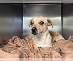 Chug Dogs for adoption in Grand Prairie, TX, USA